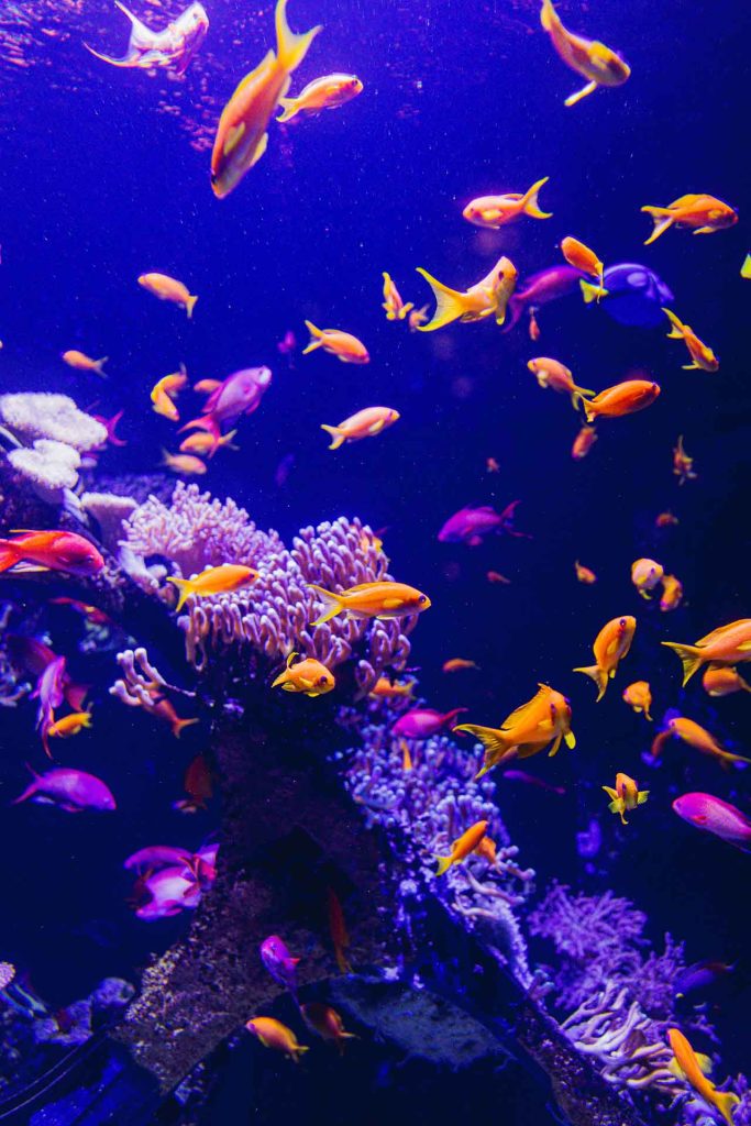Nausicaá, plus grand aquarium d’Europe